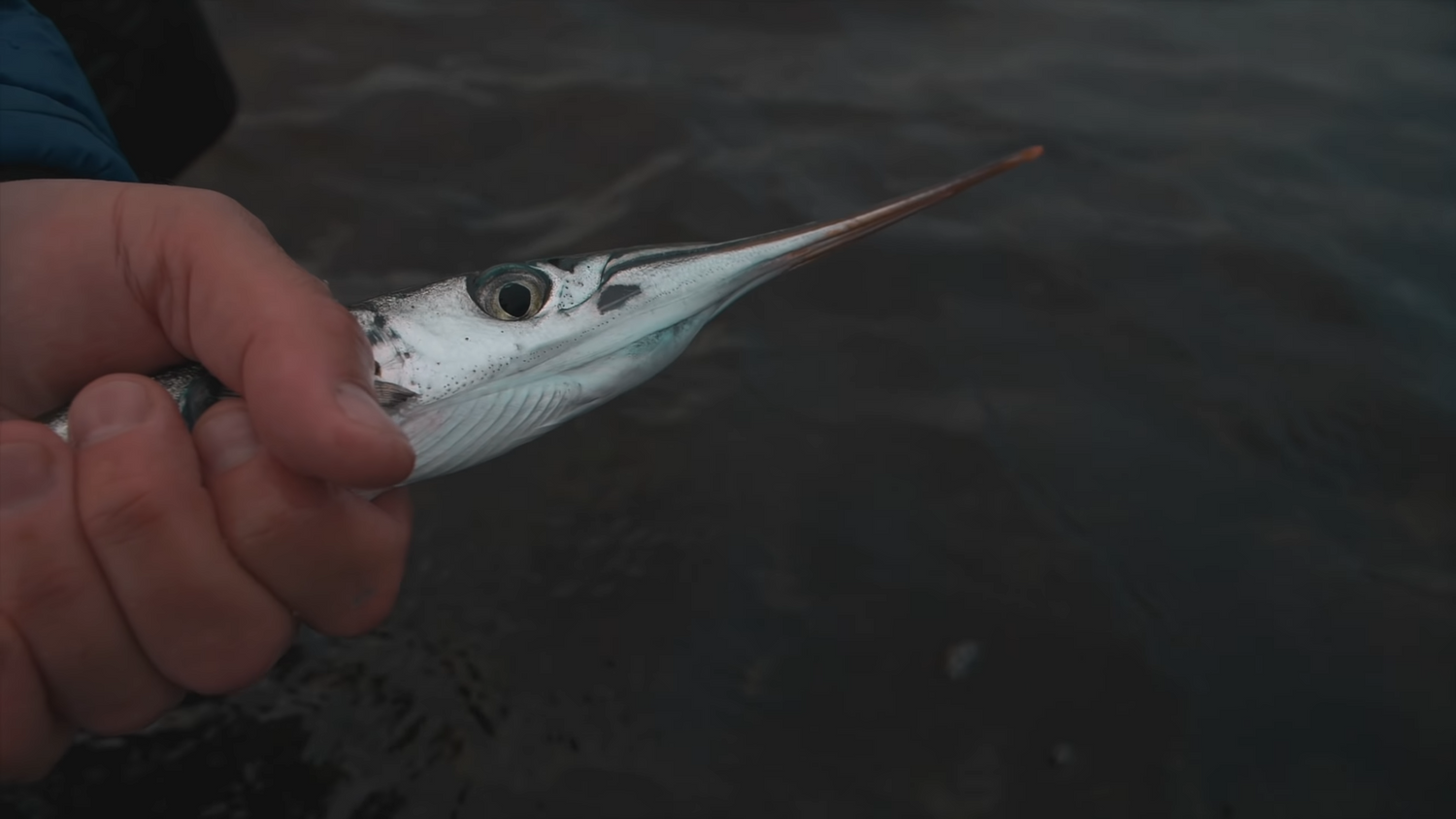 fiskekalender