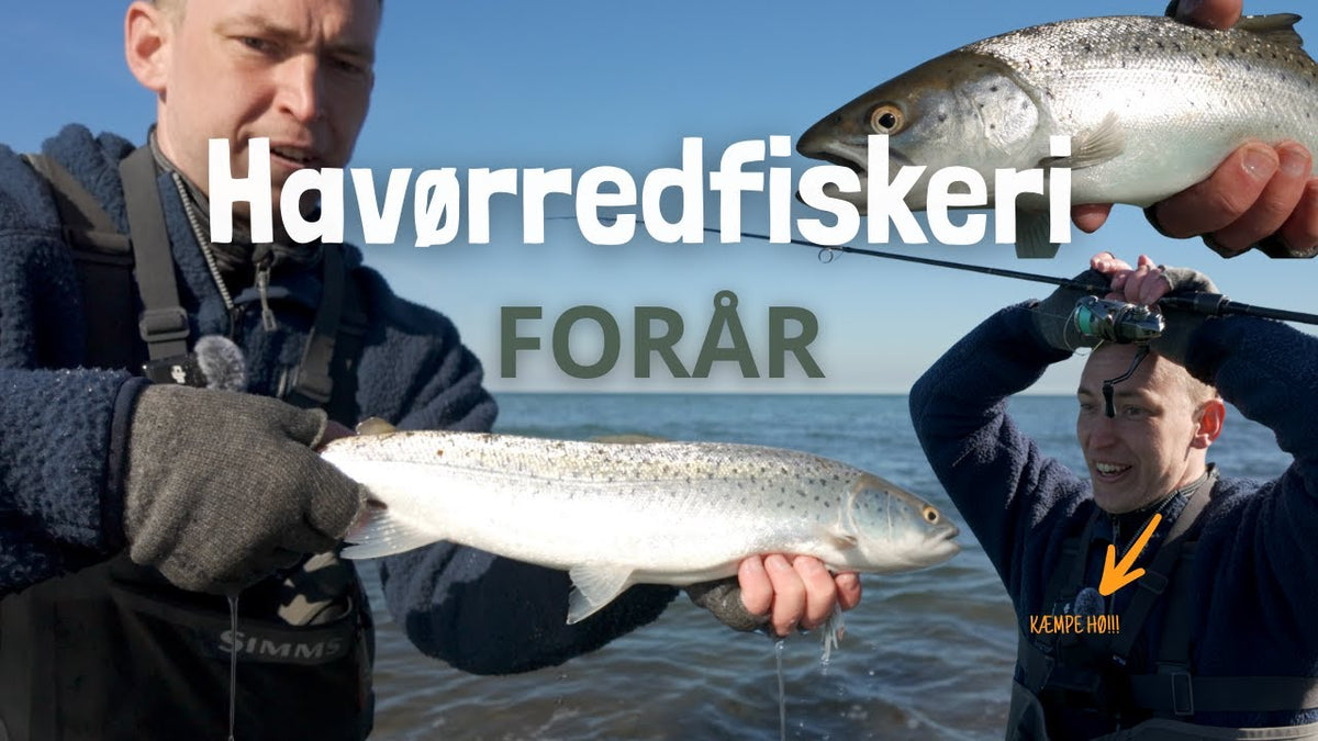 Fiskeguides: Havørredfiskeri i foråret – pladsvalg, grej og metoder