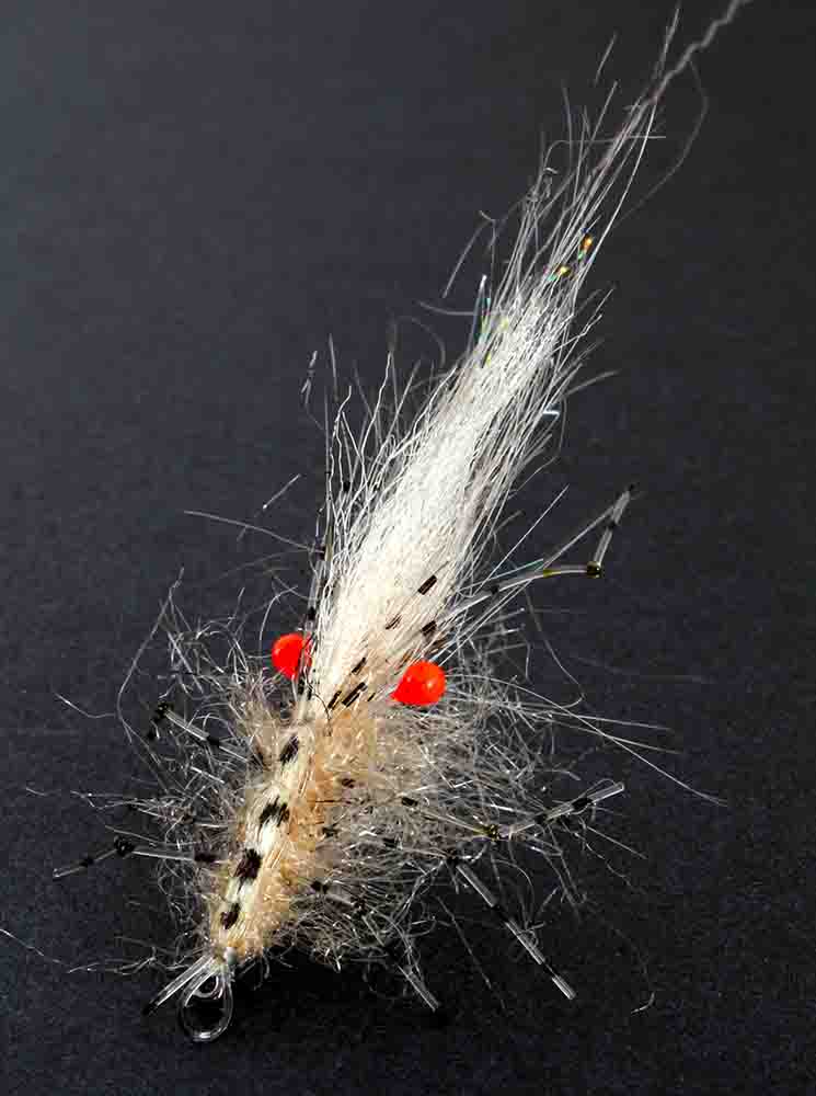 Kern Leo shrimp 