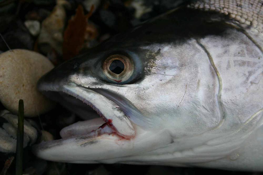 SLF Saltwater - Fl.Chartreuse