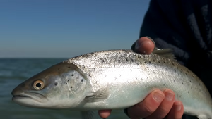 Coastal wobblers for summer fishing