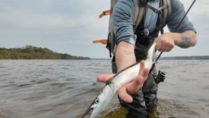 Hornfish package - off to a good start