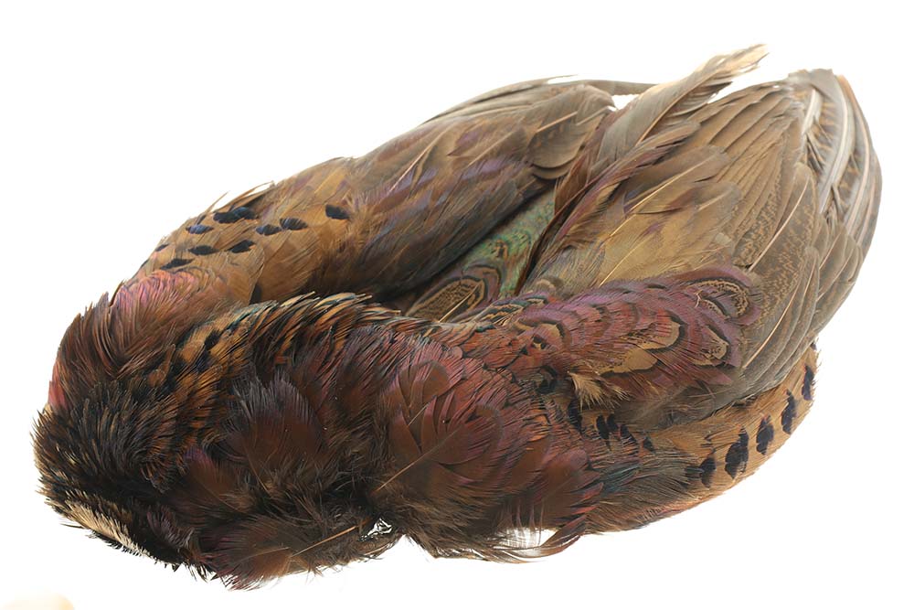 Whole pheasant without head and tail - Nature