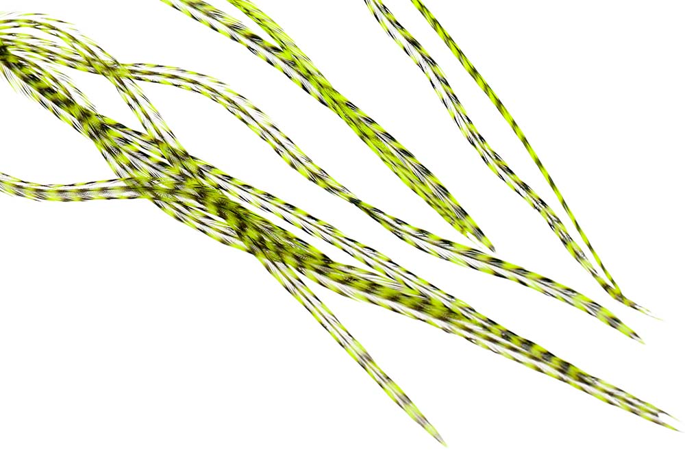 10+ Selected Flatwing/dryfly Feather - Grizzly Flou Chartreuse