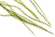10+ Selected Flatwing/dryfly Feather - Grizzly Flou Chartreuse