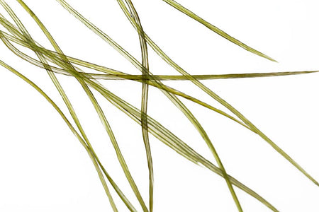 You added <b><u>10+ Selected Flatwing/dryfly Feather - Olive</u></b> to basket.