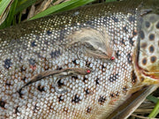 The crooked goby