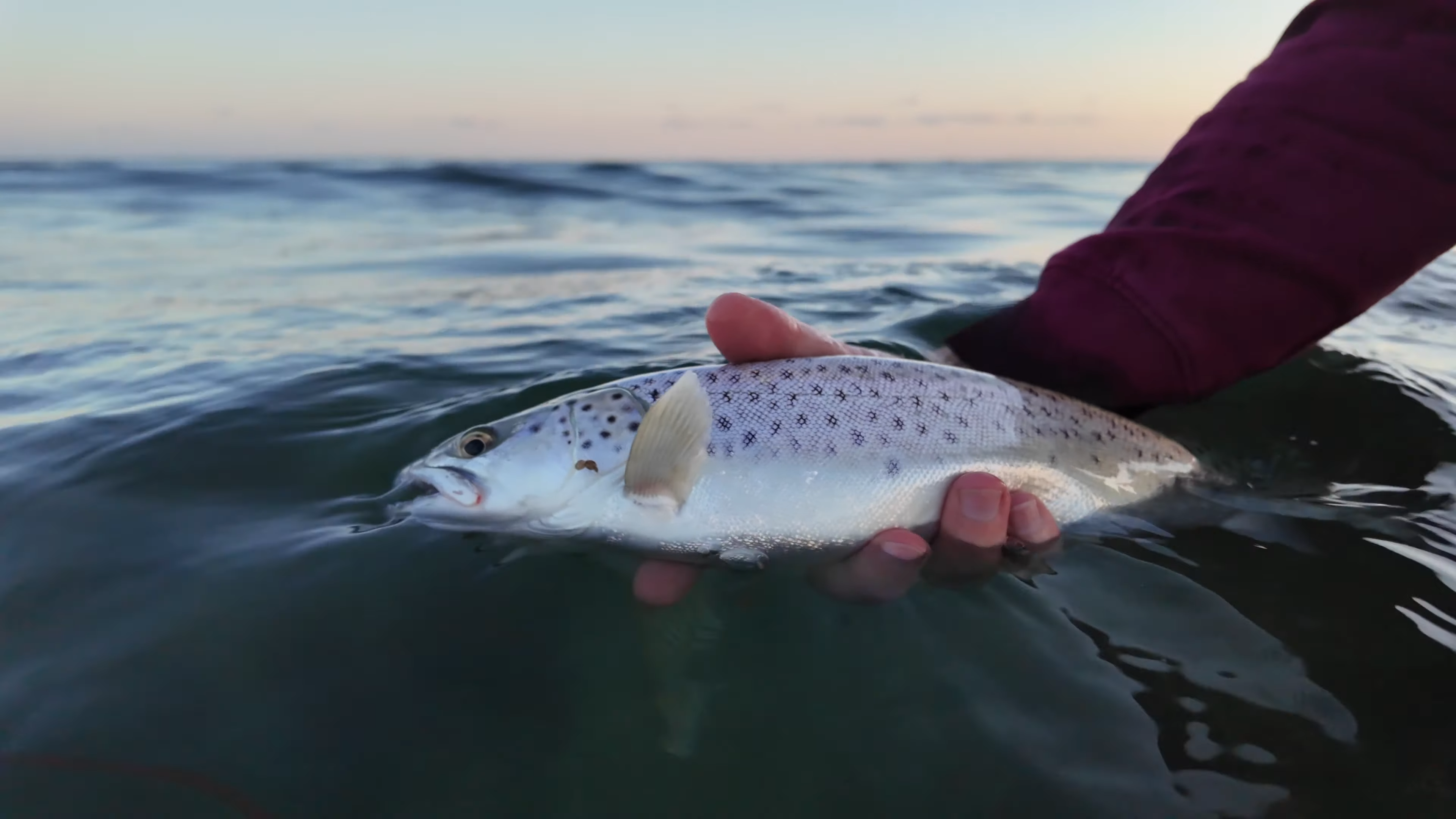 "Catch your first sea trout" - sea trout wink