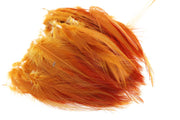 Hane Hackler - Ginger