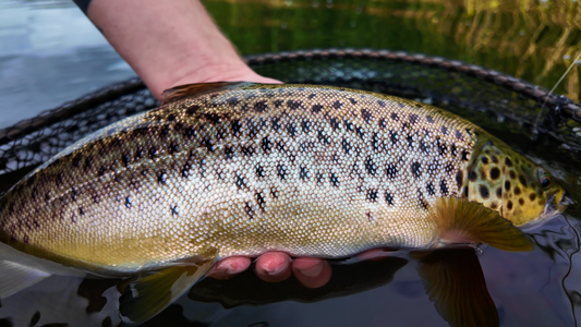 You added <b><u>Sea trout flash for the summer</u></b> to basket.