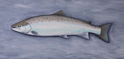 Thomas Weiergang - Doggerland salmon