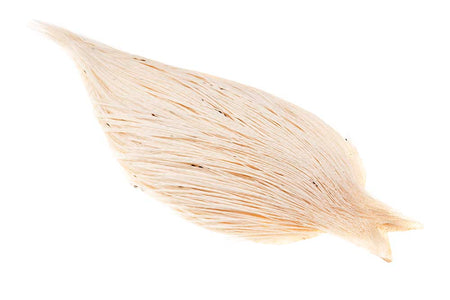 You added <b><u>(Pro Grade) Whiting Red Label Dryfly - White</u></b> to basket.