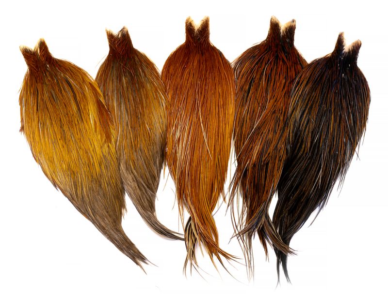 Whiting Heritage Rooster Cape â€“ dealerweb-cms-ae03ff18-1f1b-4e75-bc76-9a439f99031d.jpg