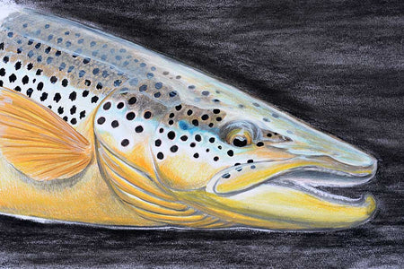 You added <b><u>Thomas Weiergang original A2 - Sea Trout 4</u></b> to basket.