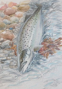 You added <b><u>Thomas Weiergang original A2 - Sea trout 13 </u></b> to basket.