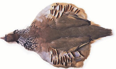 French Partridge Natural - Complete
