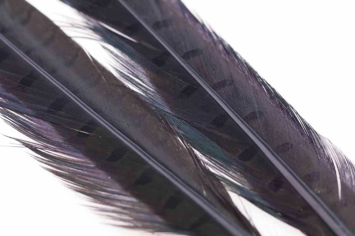 Ringneck Pheasant tail 1 Pair - Black
