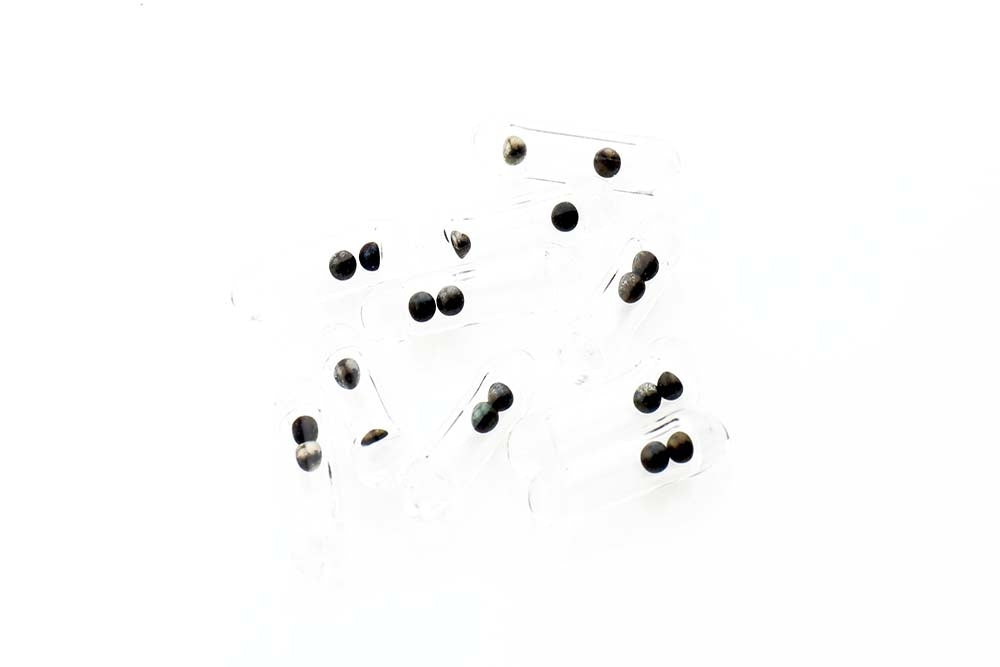 Fly Rattles