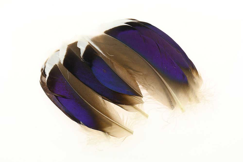 Mallard Blue White Tip Pairs