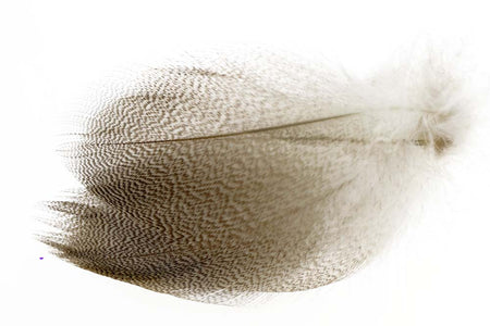You added <b><u>Gadwall Barred Flank - Natural</u></b> to basket.