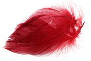 Gadwall Barred Flank - Red