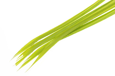 You added <b><u>Turkey biots - Caddis Green</u></b> to basket.