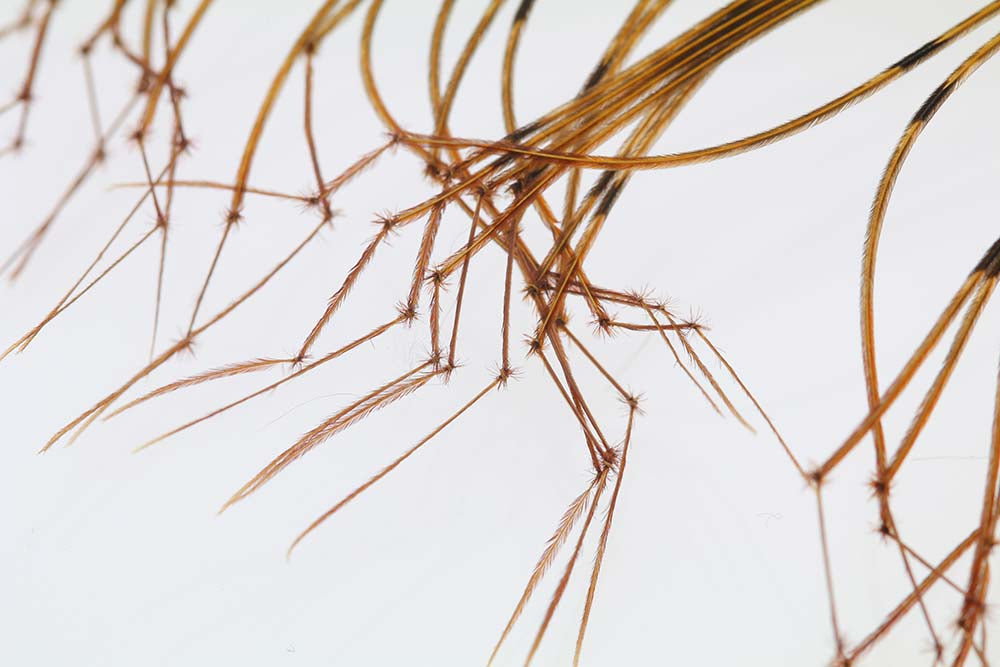 Daddy Long Legs - Natural