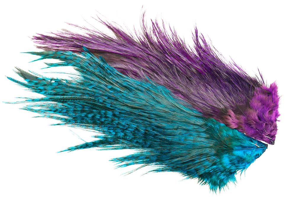 Whiting Rooster Coq de leon Predator pack - Blue/Purple
