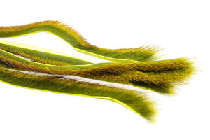 Pine squirrel - Lt. Olive
