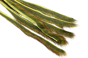 Pine squirrel - Olive