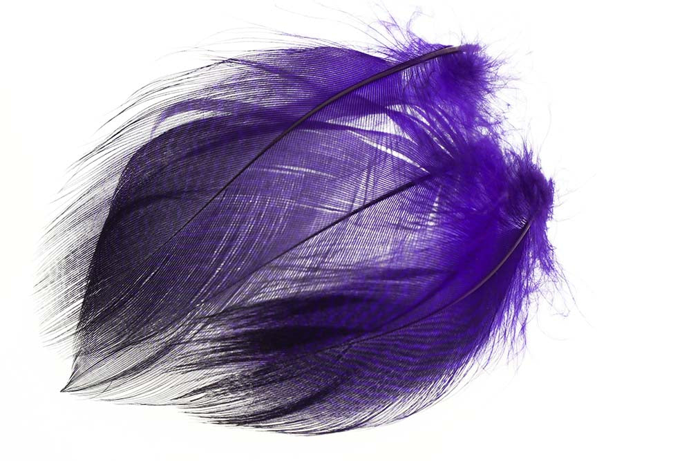 Teal Barred Flank - Purple